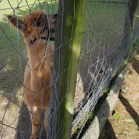 Apartmán Mieszkanie Starowka Centrum *